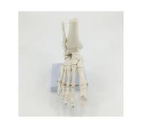 1: 1 Human Foot Bone Model de la articulación del pie Orthopedics Ayuda Medicina Anatomía esqueleto