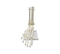 1:1 Human Skeleton Foot Anatomy Model Foot And Ankle with Anatomical Model Anatomy Teaching Resourc