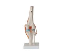 1:1 Kits de articulación rodilla humana Esqueleto Modelo cráneo Veterinaria Anatomía Suministros médicos