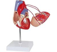 1:1 Life Size Human Heart Bypass Model - Anatomical Teaching Aid for Healthcare applications Education
