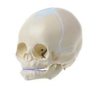1: 1 - Modelo anatómico de calavera médica para bebé, fetal humano, para enseñar su