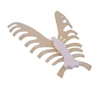 1: 1 Modelo de esternón humano Herramienta de enseñanza médica Esqueleto Anatomía Útiles escolares para estudiantes Estudio Esqueleto de esternón para anatomía médica
