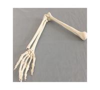 1:1 modelo de hueso humano adulto brazo extremidad superior y radio mano ciencia médica material enseñanza escolar