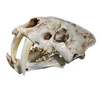 1: 1 réplica de resina de tigre de dientes de sable de un cráneo para el modelo de cabeza, decoración casera, ayuda a la enseñanza para perros, ayuda para perros, enseñanza, lumbar, modelo de coxis