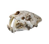 1:1 Saber-Toothed Tiger Resin Replica Skull Model for Home Decor Halloween Decoration, Realistic Size and Detail