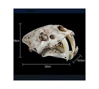 1:1 Saber-toothed Tiger Resin Skull Replica Head Model Home Bar Decor