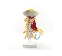 1:1, tamaño real, vértebras cervicales, cuerpo vertebral, columna Cervical, modelo de nervio, anatomía humana, médula espinal, esqueleto