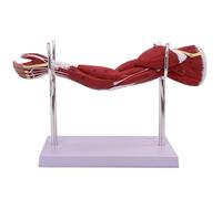 1/2 Life Size Arm Anatomy Model, Upper Limb Muscle Anatomy Model, 5 Removable Parts, with Digital Identification and Bracket Base, Human Anatomy Model for Medical Physiology Study Teaching