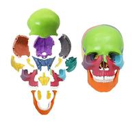 1/2 Modelo de anatomía del cráneo Humano, Modelo de Cabeza Realista Desmontable para Estudiantes, Modelo de cráneo de plástico explotado Coloreado de 15 Partes