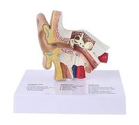 1,5 veces tamaño real, modelo de oído humano de anatomía científica, herramienta de enseñanza, modelo de oído humano