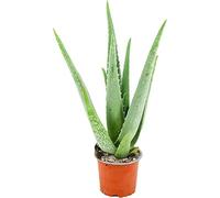 1 aloe de Barbados Suculenta Natural Aloe Vera Planta Ideal para iniciarse en la Jardineria y decoracion en maceta de 8,5cm pequeña envio gratuito