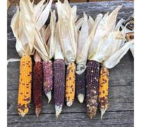 1 bolsa de semillas de maíz coloreadas fácil de producir nutritivas semillas de maíz para jardín Maíz