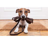 1 curso de cuidado de animales