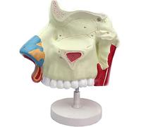 1 modelo de anatomía de la cavidad nasal humana for la formación en aplicaciones sanitarias: endoscopio respiratorio de otorrinolaringología.