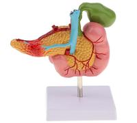 1 modelo de duodeno humano en 3D for estudiantes de anatomía y fisiología, tamaño 1: