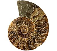 1 muestra de fósil de amonita, 9-11 cm, diseño de concha natural pulida a mano, piedra coleccionable para amantes de las rocas y entusiastas de la naturaleza, decoración geológica única para el hogar