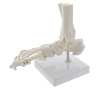 1 pieza 1:1 Gran esqueleto humano médico modelo de anatomía de los huesos del pie y el tobillo con hueso de la caña modelo anatómico Anatomía de Grey(Foot 1PC)