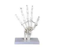 1 pieza 1:1 Gran esqueleto humano médico modelo de anatomía de los huesos del pie y el tobillo con hueso de la caña modelo anatómico Anatomía de Grey(Palm 1PC)