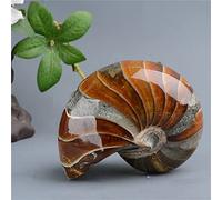1 pieza de amonita de piedra Natural y Original 200g-700g hermoso cristal Inicio Colecciones (Color : 1pc 605g-700g)