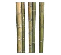 1 pieza de caña de bambú 180cm con diámetro grueso 7-8cm, verde natural a marrón-amarillo - 1,8m de caña de bambú XL