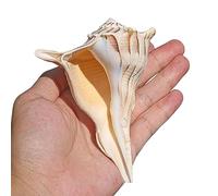 1 Pieza de Conchas Marinas Naturales Grandes de 10 a 18 cm for decoración Playera, Manualidades, peceras y Bodas.(15-16cm)