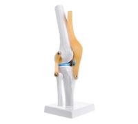 1 pieza de modelo de esqueleto flexible de articulación de rodilla anatómica humana, ayuda médica for el aprendizaje de anatomía
