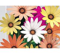 1 Semillas de Dimorphoteca Sinuata Mix Margarita Africana