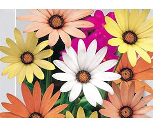 1 Semillas de Dimorphoteca Sinuata Mix Margarita Africana