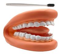 1 Set Boca Modelo Muñecas Boca Dientes Lengua Marioneta Mano Cepillo de Dientes Modelo Dental Recurso Educativo de Aprendizaje para Niños