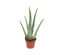 1 Suculenta Natural Aloe Vera Planta fácil de Mantener en Maceta de 8,5cm