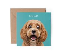 1 tarjeta de felicitación de Cockapoo con texto en inglés "Happy Birthday How Old? Joke Dog Funny #72569