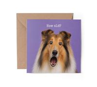 1 tarjeta de felicitación de Rough Collie, con texto en inglés "Happy Birthday Shocked How Old? Joke Dog Funny #72611