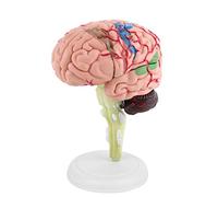 1 Unidad de Modelo de Cerebro Anatómico Humano, Modelo de Sección Transversal de Cerebro Médico de Plástico para Enseñanza