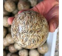 1 unids dinosaurios huesos de cuarzo bola de cristal natural fósil gemsil esfera mágica