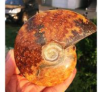 1 unids natural cáscara fósil jurásico disco nautilus madagascar amonitas súper hermosos fósiles únicos-110mm_PC 1