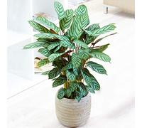 1 x Calatea Estrella Compacta 30-40cm Planta de la Oración en Maceta para el Hogar u Oficina