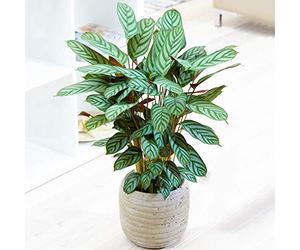 1 x Calatea Estrella Compacta 30-40cm Planta de la Oración en Maceta para el Hogar u Oficina