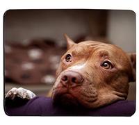 1 X nice cute animal puppy dog brown pitbull asking love mouse pad mousepad mat mousepad mouse pad mouse mat
