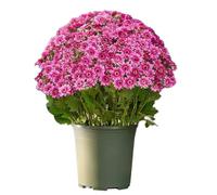 10-Bundle Fake Mums - Fall Mums Artificial Flowers | Weather Resistant Plants Home Decorations For Yard Vase Balcony Backyard Desktop Bedroom Entrance Porch