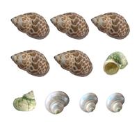 10 conchas de cangrejo ermitaño naturales de tamaño de 0.8 a 2.8 pulgadas, tamaño de apertura de 0.5 a 0.7 pulgadas, conchas turbo para cangrejos pequeños, medianos y grandes