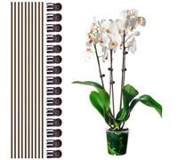 10 estacas de Soporte para Plantas con 15 Clips, 45 cm de Alto, Flexibles, de un Solo Tallo, Pinzas para orquídeas Marrones Que favorecen el Crecimiento de Flores de Interior y Exterior, como Rosas