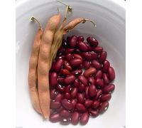 10 Organic Bean, Hopi Red pole Kidney Beans. Organically Grown Heirloom Seeds !:Seeds