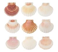 10 Pcs Conchas de Mar Decoracion Conchas de Vieira Cocina Gran Tamaño Alrededor de 10-12 cm Natural Concha Vieira Bolsillo Decoración de Cocina Artesanía Plato de Aperitivo de Aperitivos