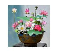 10 Pcs Mixed Color Bonsai Bowl Lotus Seeds - Exotic Water Lily Flower Plant Seeds for Ornamental Pond and Home Planting