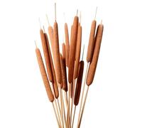 10 Piezas de Hierba de Totora Seca Natural de 50-60 cm de para Centros de de Boda Decoración del Hogar Florero Arreglo Floral Espadaña Natural Flor Seca Luces de Cera de Agua