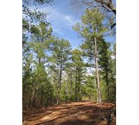 10 Semillas Pino Palurdo (Pinus Taeda)
