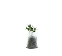 100 bolsas biodegradables no tejidas para guardería, varios tamaños, para tomates, rosas, pepinos, calabazas, vides con buen drenaje, poda de aire para interiores (12 x 15 cm)