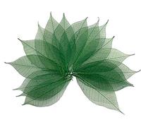 100 hojas de esqueleto de 4 a 5 pulgadas, árbol de goma natural, álbumes de recortes, manualidades, tarjetas de boda, hojas grandes (color verde)