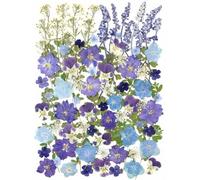 100 hojas de flores secas prensadas reales para herbario de plantas naturales para bricolaje, molde de resina, joyería, manualidades (20 estilos), color azul