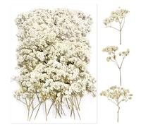 100 Piezas Paniculata Preservada (Blanco) - Flores Secas Pequeñas Naturales para Joyería de Resina y Bricolaje